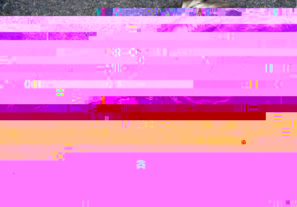 e1.jpg