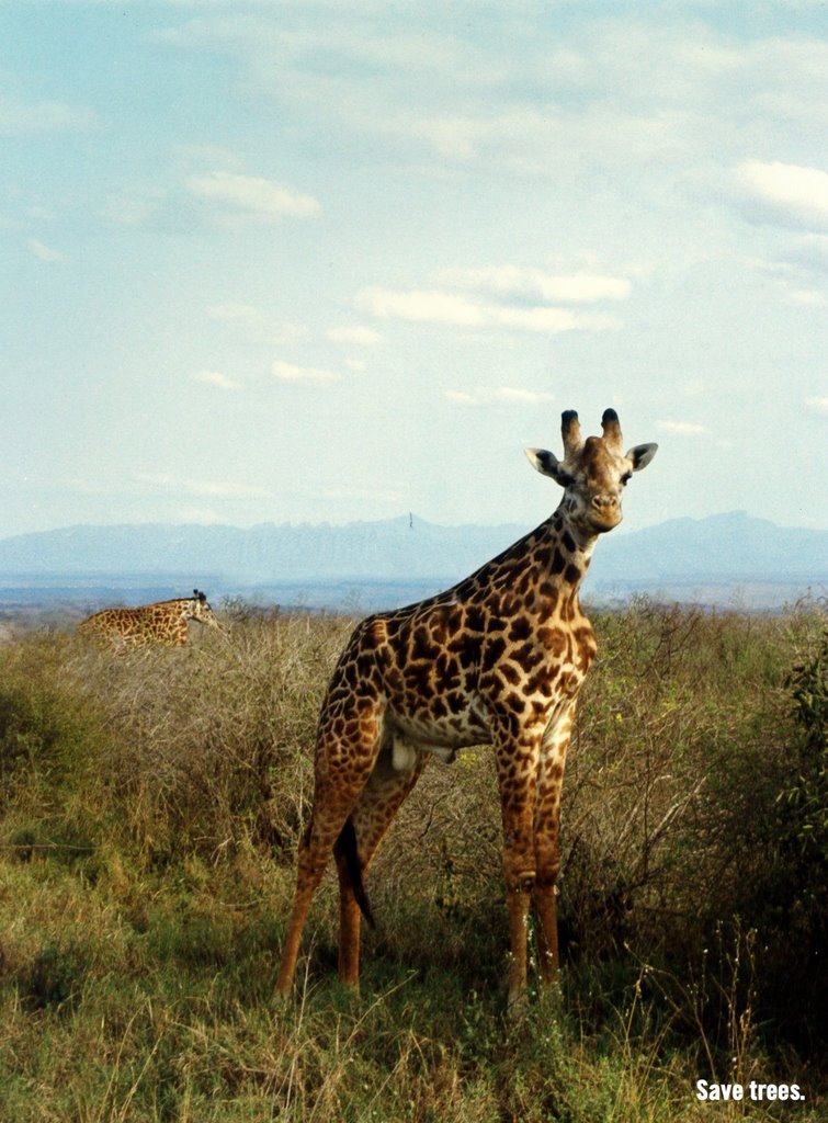 giraffe.jpg